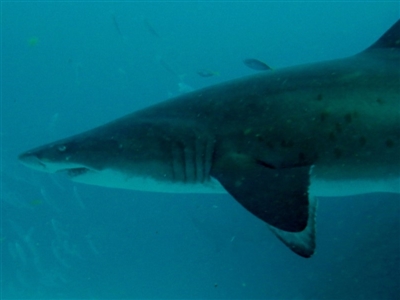 Carcharias taurus (Grey Nurse Shark) at Merimbula, NSW - 11 Dec 2018 by rickcarey