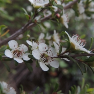 Leptospermum obovatum at Tennent, ACT - 9 Dec 2018