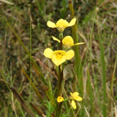 Diuris monticola (Highland Golden Moths) at Cotter River, ACT - 9 Dec 2018 by MatthewFrawley