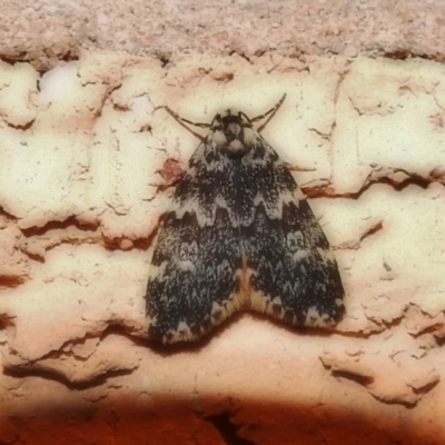 Halone coryphoea (Eastern Halone moth) at Wanniassa, ACT - 12 Dec 2018 by JohnBundock
