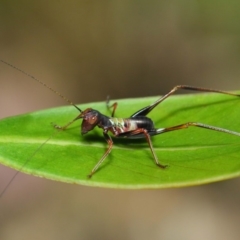 Tettigoniidae (family) (Unidentified katydid) at Acton, ACT - 6 Dec 2018 by TimL