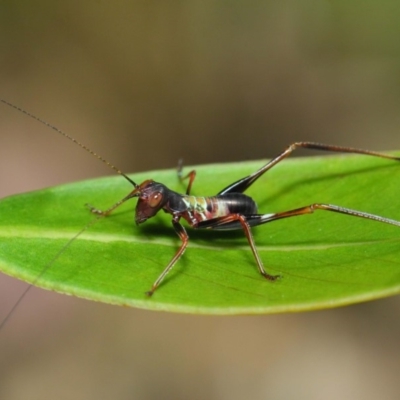 Tettigoniidae (family) (Unidentified katydid) at Acton, ACT - 7 Dec 2018 by TimL