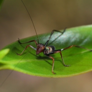 Tettigoniidae (family) at Acton, ACT - 7 Dec 2018