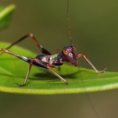 Tettigoniidae (family) at Acton, ACT - 7 Dec 2018 09:24 AM