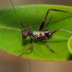 Tettigoniidae (family) at Acton, ACT - 7 Dec 2018