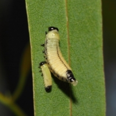 Paropsisterna cloelia (Eucalyptus variegated beetle) at Acton, ACT - 6 Dec 2018 by TimL