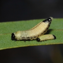 Paropsisterna cloelia at Acton, ACT - 7 Dec 2018