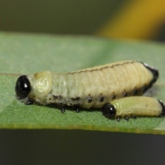 Paropsisterna cloelia at Acton, ACT - 7 Dec 2018