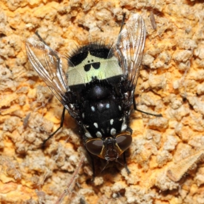Amphibolia (Amphibolia) ignorata (A bristle fly) at Hackett, ACT - 8 Dec 2018 by TimL