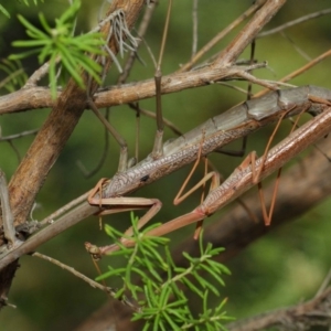 Archimantis latistyla at Acton, ACT - 8 Dec 2018