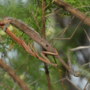 Archimantis latistyla at Acton, ACT - 8 Dec 2018