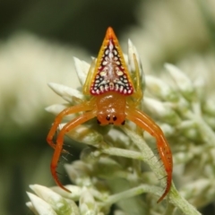 Arkys walckenaeri (Triangle spider) at Acton, ACT - 8 Dec 2018 by TimL