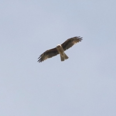 Hieraaetus morphnoides (Little Eagle) at Fyshwick, ACT - 27 Oct 2018 by silversea_starsong