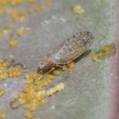 Acizzia acaciaebaileyanae (Cootamundra Wattle Psyllid) at Fyshwick, ACT - 28 Oct 2018 by silverseastarsong