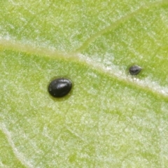 Unidentified Scale insect & mealybug (Hemiptera, Coccoidea) at Kingston, ACT - 27 Oct 2018 by silversea_starsong