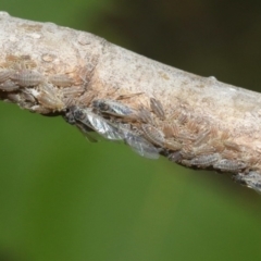 Pterocomma populeum (Poplar bark aphid) at Kingston, ACT - 28 Oct 2018 by silverseastarsong