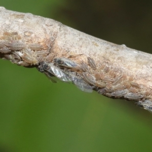 Pterocomma populeum at Kingston, ACT - 28 Oct 2018 08:35 AM