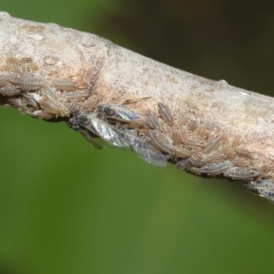 Pterocomma populeum (Poplar bark aphid) at Jerrabomberra Wetlands - 27 Oct 2018 by silverseastarsong