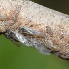 Pterocomma populeum at Kingston, ACT - 28 Oct 2018 08:35 AM