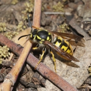 Vespula germanica at Fyshwick, ACT - 28 Oct 2018