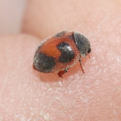 Rodolia sp. (genus) (A ladybird) at Hackett, ACT - 29 Oct 2018 by silverseastarsong