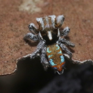 Maratus calcitrans at Hackett, ACT - suppressed