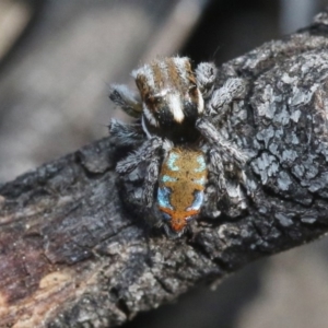 Maratus calcitrans at Hackett, ACT - suppressed