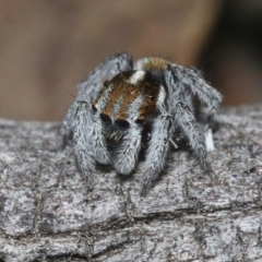 Maratus calcitrans at Hackett, ACT - suppressed