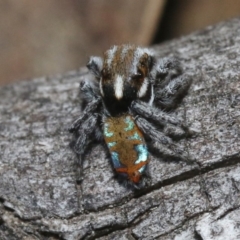 Maratus calcitrans at Hackett, ACT - 29 Oct 2018