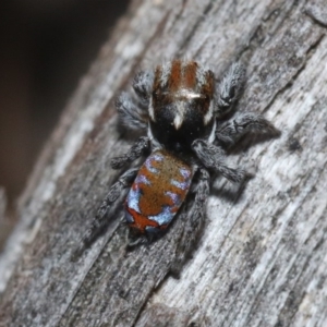 Maratus calcitrans at Hackett, ACT - suppressed