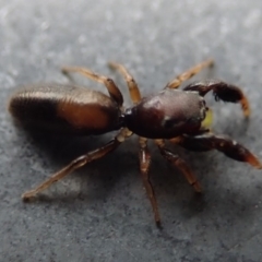 Rhombonotus gracilis (Graceful Ant Mimic) at Acton, ACT - 13 Dec 2018 by Laserchemisty