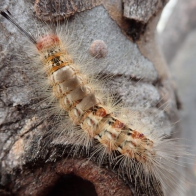 Orgyia anartoides (Painted Apple Moth) at Canberra, ACT - 13 Dec 2018 by Laserchemisty