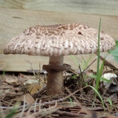 Chlorophyllum sp. at Spence, ACT - 13 Dec 2018 by Laserchemisty