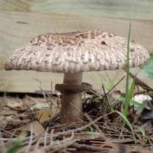 Chlorophyllum sp. at Spence, ACT - 13 Dec 2018 04:16 PM