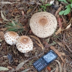 Chlorophyllum sp. at Spence, ACT - 13 Dec 2018 04:16 PM