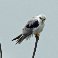 Elanus axillaris (Black-shouldered Kite) at Fyshwick, ACT - 13 Dec 2018 by RodDeb