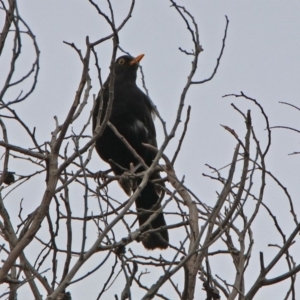 Turdus merula at Fyshwick, ACT - 13 Dec 2018 01:03 PM