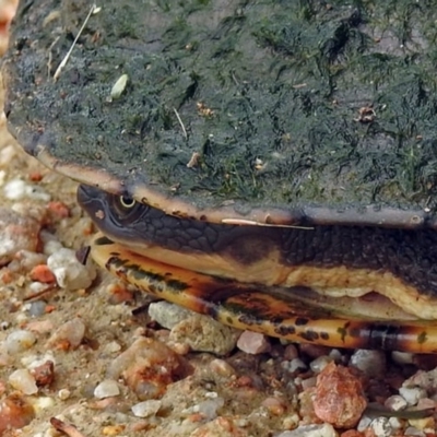 Chelodina longicollis (Eastern Long-necked Turtle) at Fyshwick, ACT - 13 Dec 2018 by RodDeb