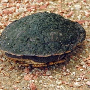 Chelodina longicollis at Fyshwick, ACT - 13 Dec 2018