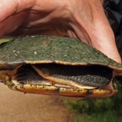 Chelodina longicollis at Fyshwick, ACT - 13 Dec 2018