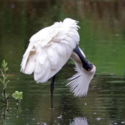 Platalea regia (Royal Spoonbill) at Fyshwick, ACT - 13 Dec 2018 by RodDeb