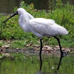 Platalea regia at Fyshwick, ACT - 13 Dec 2018