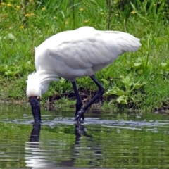 Platalea regia at Fyshwick, ACT - 13 Dec 2018