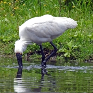 Platalea regia at Fyshwick, ACT - 13 Dec 2018