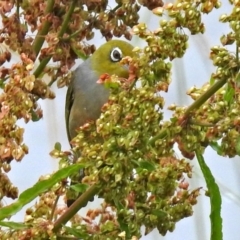 Zosterops lateralis (Silvereye) at Fyshwick, ACT - 13 Dec 2018 by RodDeb