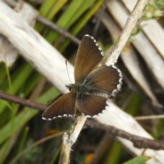 Neolucia agricola (Fringed Heath-blue) at Cotter River, ACT - 9 Dec 2018 by MatthewFrawley