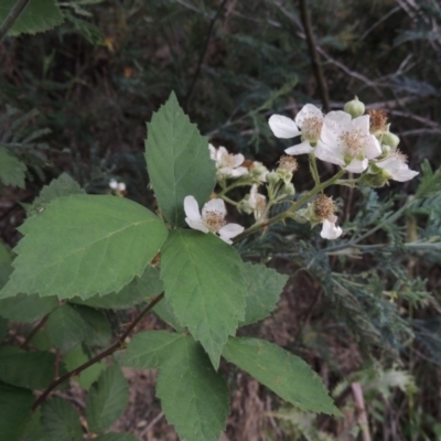 Rubus anglocandicans (Blackberry) at Tharwa, ACT - 9 Dec 2018 by michaelb