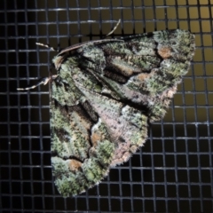 Aeolochroma metarhodata (Tea-tree Emerald (Geometrinae)) at Conder, ACT - 4 Dec 2018 by MichaelBedingfield