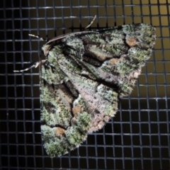 Aeolochroma metarhodata (Tea-tree Emerald) at Pollinator-friendly garden Conder - 3 Dec 2018 by michaelb