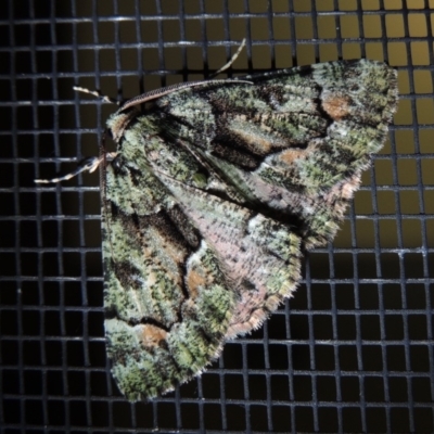 Aeolochroma metarhodata (Tea-tree Emerald) at Conder, ACT - 3 Dec 2018 by michaelb